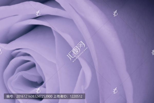 紫羅蘭玫瑰特寫