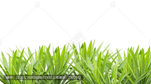 綠色的草