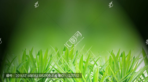綠色的草