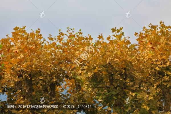 黃色的樹葉