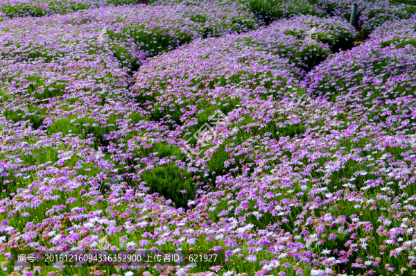 一片小花