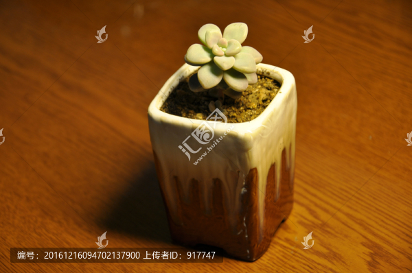肉肉植物