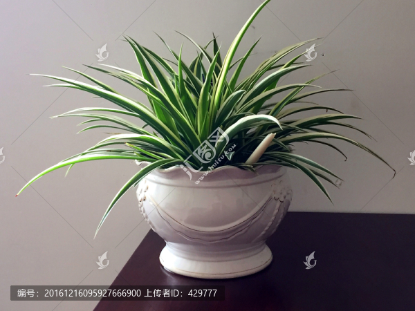 金邊吊蘭