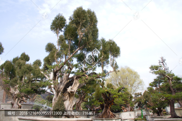 柏樹(shù),大型盆景