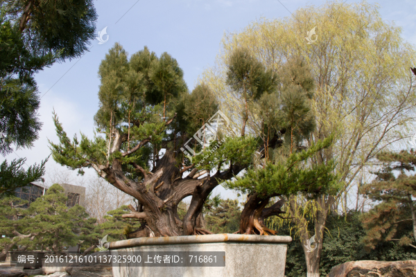 柏樹,大型盆景