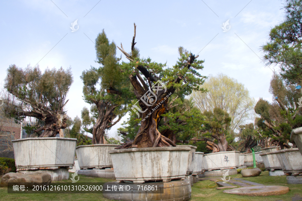 柏樹,大型盆景