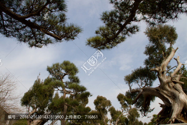柏樹,大型盆景