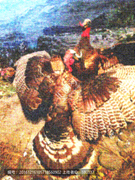 雞