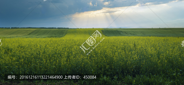 油菜花