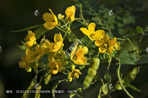 黃花槐