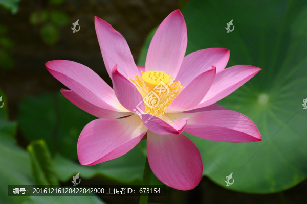 盛開的荷花