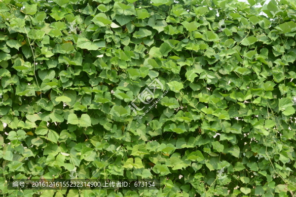 綠植墻