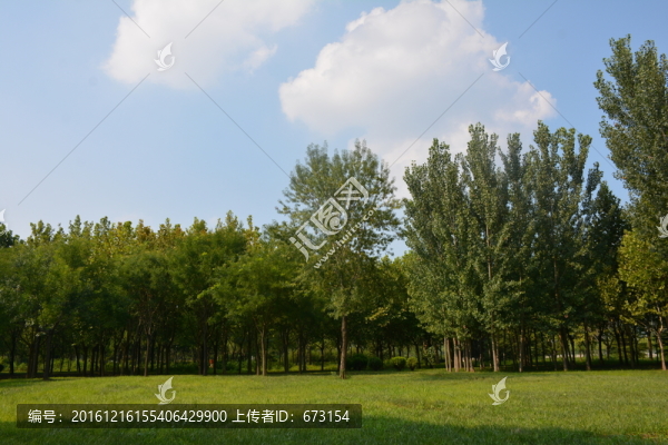 陽(yáng)光草地樹林