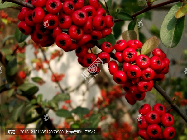 紅果子
