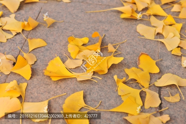 銀杏葉