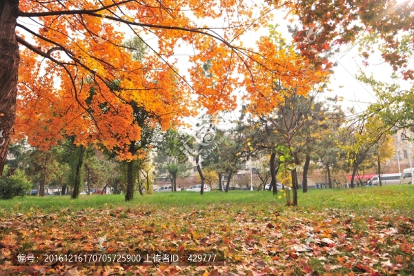 園林風(fēng)景,,秋天景色