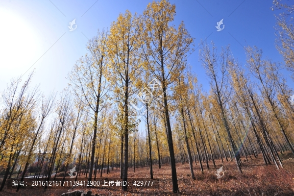樹林,,林場(chǎng)