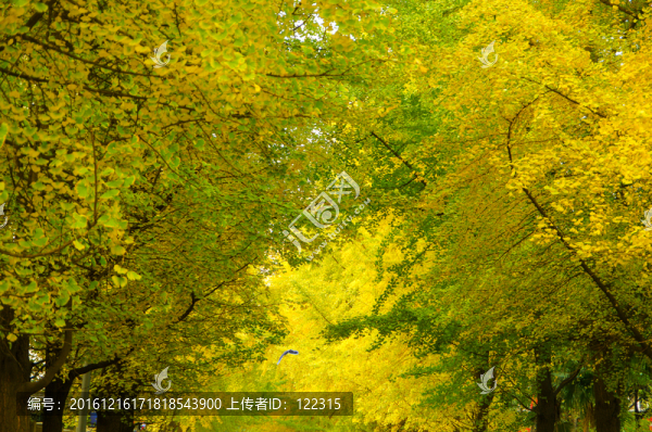 錦秀路銀杏