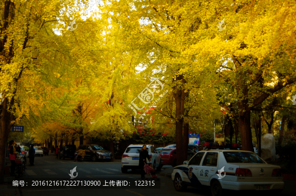 錦秀路銀杏