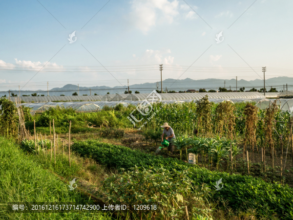田園