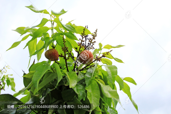 荔枝種植基地