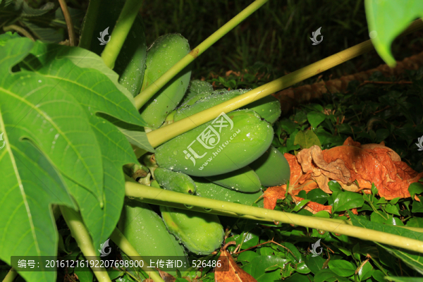 青木瓜