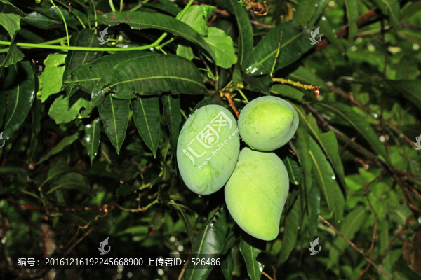 芒果樹