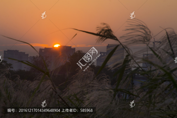 巴溪洲百畝蘆葦?shù)? title=