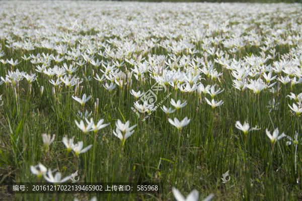 巴溪洲蔥蘭花