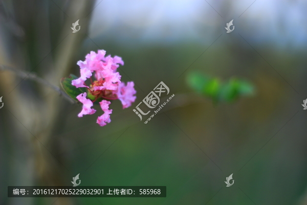 紫薇花
