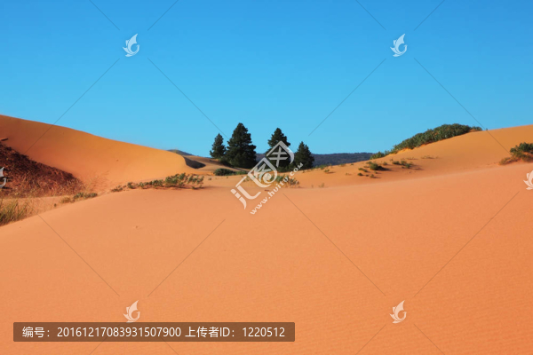 四棵小毛皮樹