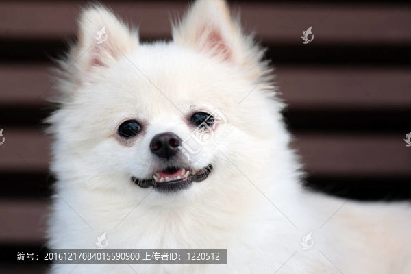白博美犬