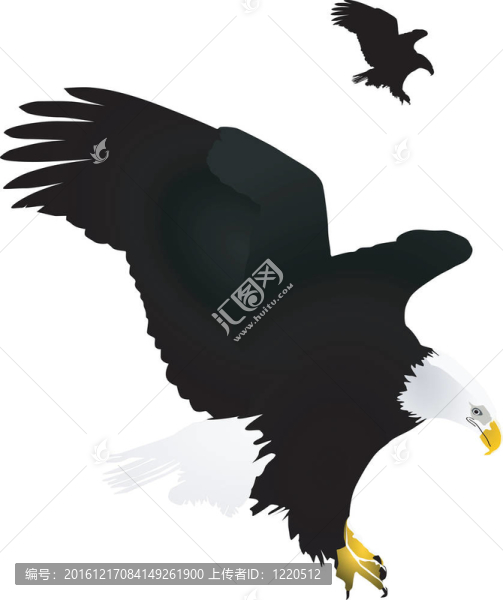鷹圖