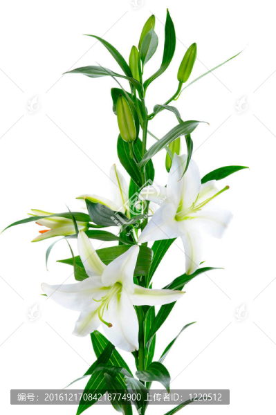 美麗的白色百合花