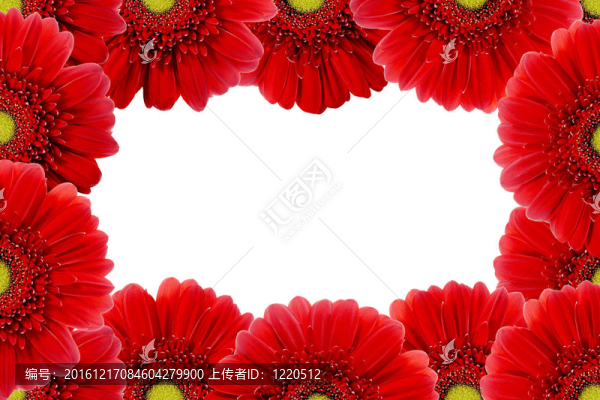 紅色的鮮花