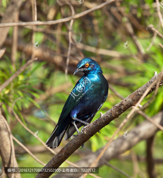 較小的藍(lán)耳Glossy,Starling