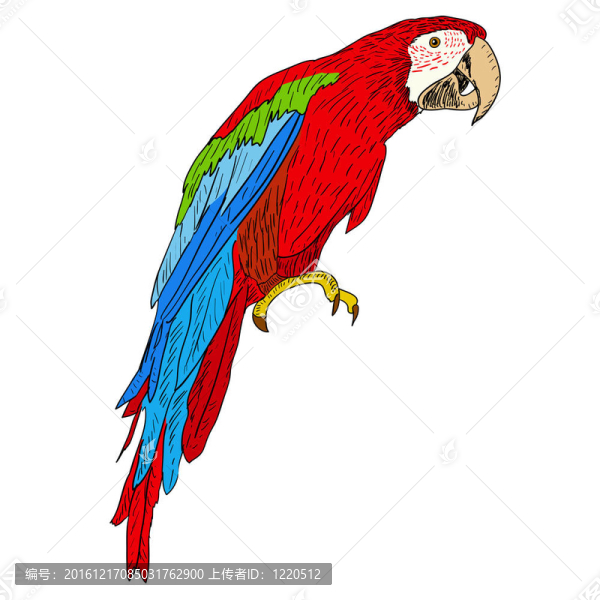 金剛鸚鵡。插畫。