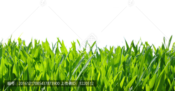 綠色的草