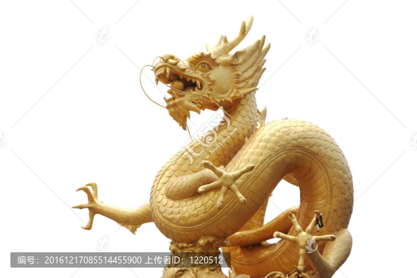 白色背景上的金龍雕像