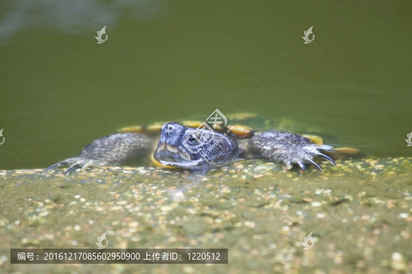 烏龜在水