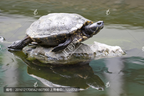 龜石