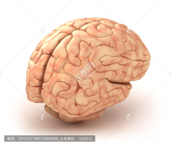 人腦三維模型；孤立