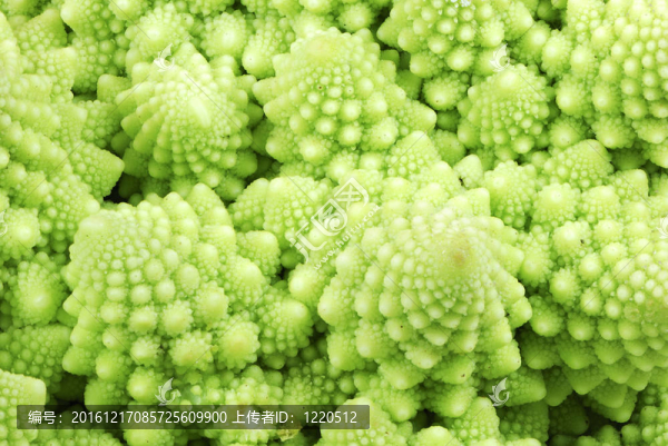 羅馬