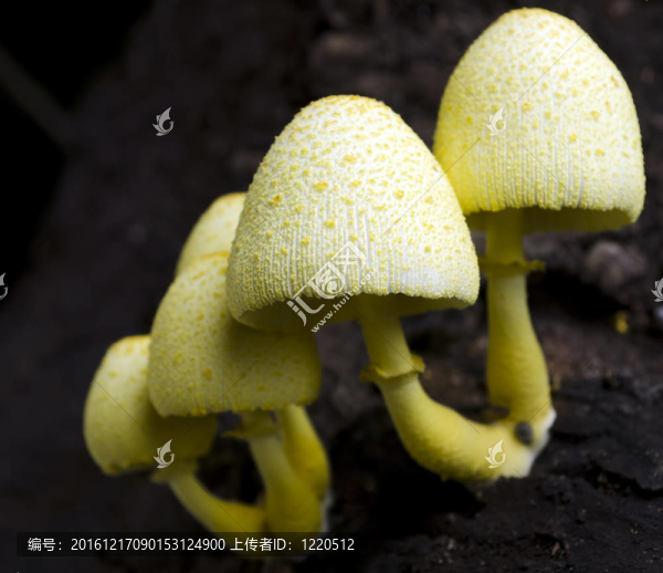 黃色的蘑菇