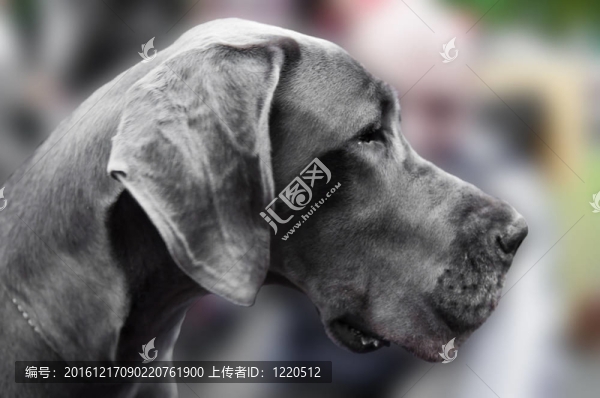 大丹犬