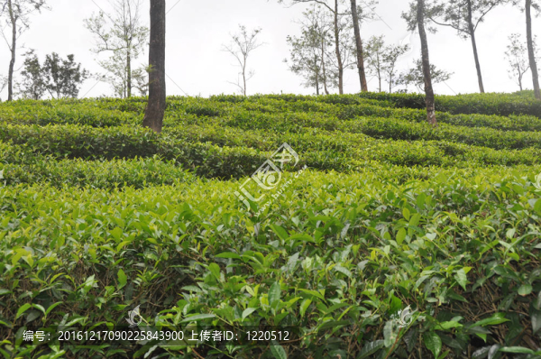 茶葉種植