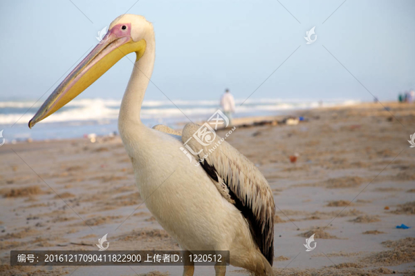 在海灘或圣路易斯鵜鶘