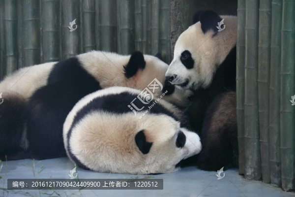 三只大熊貓?jiān)谕嫠? title=