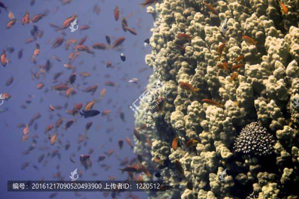 美麗的魚在水下珊瑚附近游泳