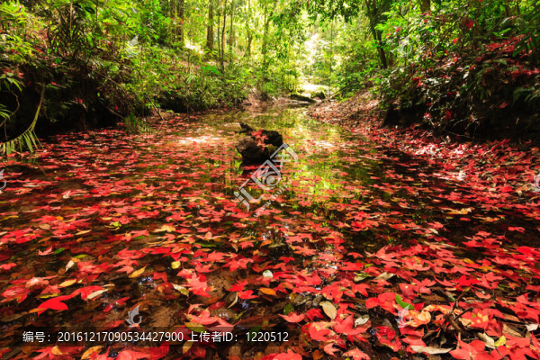 紅色的楓葉在秋天在phukradung國家公園